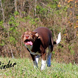 Thumbnail photo of Cinder~adopted! #2