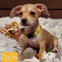 Thumbnail photo of Dash #4