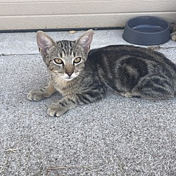 Photo of Tiger