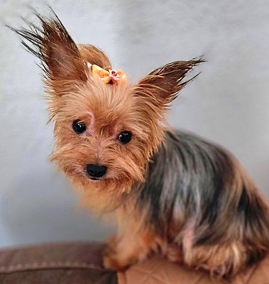 Lodi, CA - Yorkie, Yorkshire Terrier. Meet Lily a Pet for Adoption ...