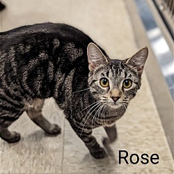 Photo of Rose