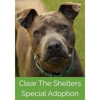 adopt a pet