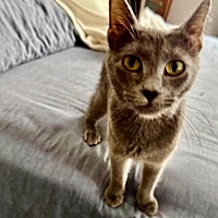 adopt a pet