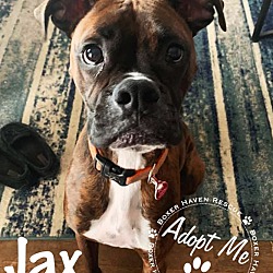 Photo of AVAILABLE TO ADOPT - JAX
