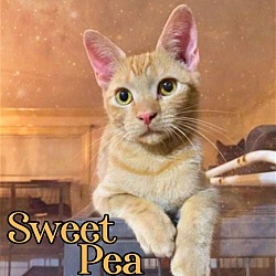Thumbnail photo of Sweet Pea #1