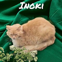 Photo of Inoki