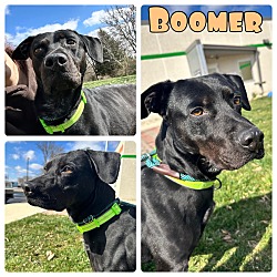 Photo of Boomer