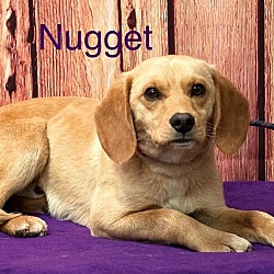 Photo of Nugget (Available 5/3/24)