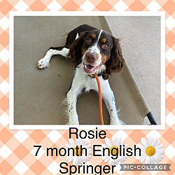 Thumbnail photo of ROSIE – 7 MONTH ENGLISH SPRING #1
