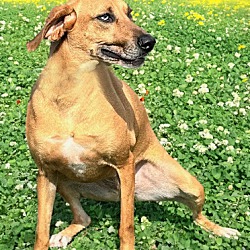 Leesburg, VA - Black Mouth Cur/Hound (Unknown Type). Meet Roo a Pet for ...