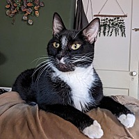 adopt a pet