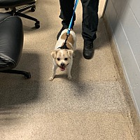 adopt a pet