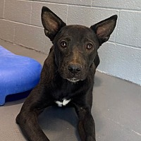 adopt a pet
