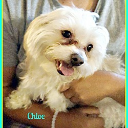 Thumbnail photo of Chloe #4