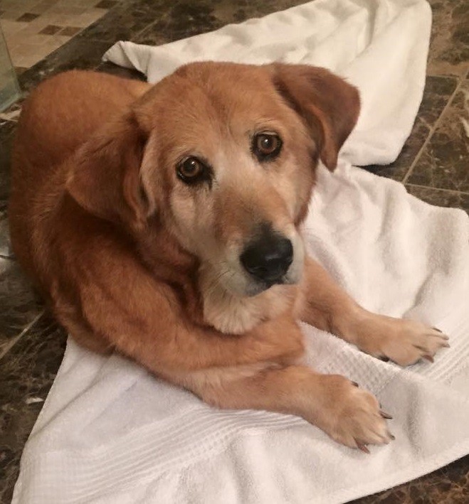 Colorado Springs Co Corgi Meet Audrey A Pet For Adoption