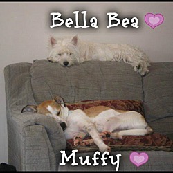 Thumbnail photo of Bella Bea & Muffy (pom-dc) #3