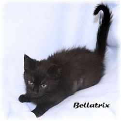 Thumbnail photo of Bellatrix #2