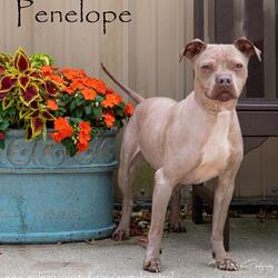 Photo of PENELOPE (PINK)