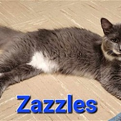 Thumbnail photo of Zazzles #2