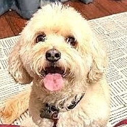 Photo of Lola Lane - Adopt Me!