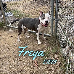 Thumbnail photo of Freya - $25 Adoption Fee Special #4