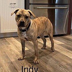 Thumbnail photo of Indy #1