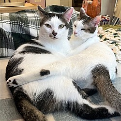 Thumbnail photo of Rusty and Poe: Bonded Lap Kitties #3