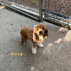 Thumbnail photo of NORA #2