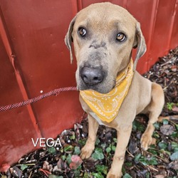 Thumbnail photo of Vega #4