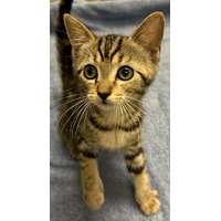 adopt-pet