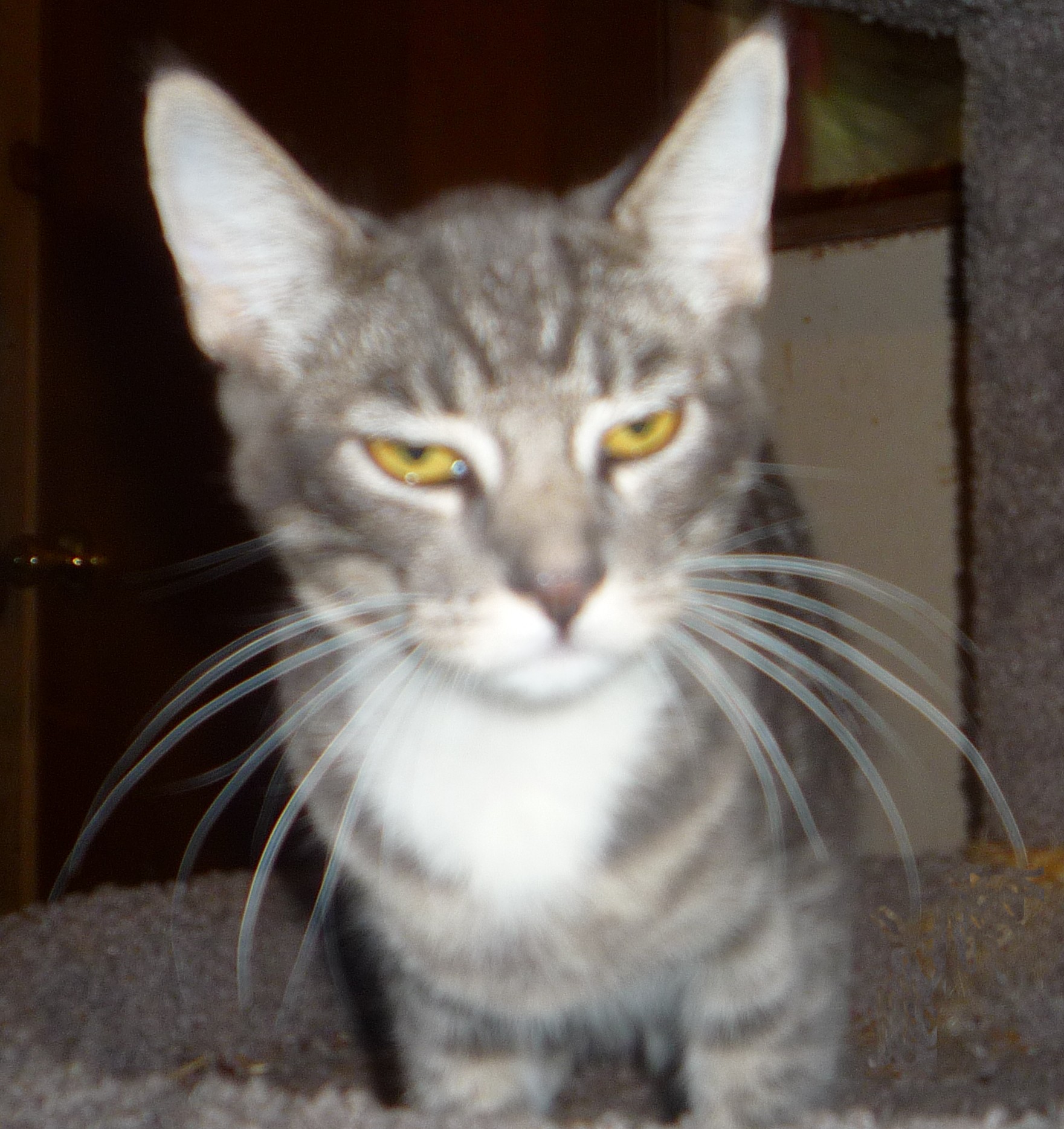 blue tabby blue tabby
