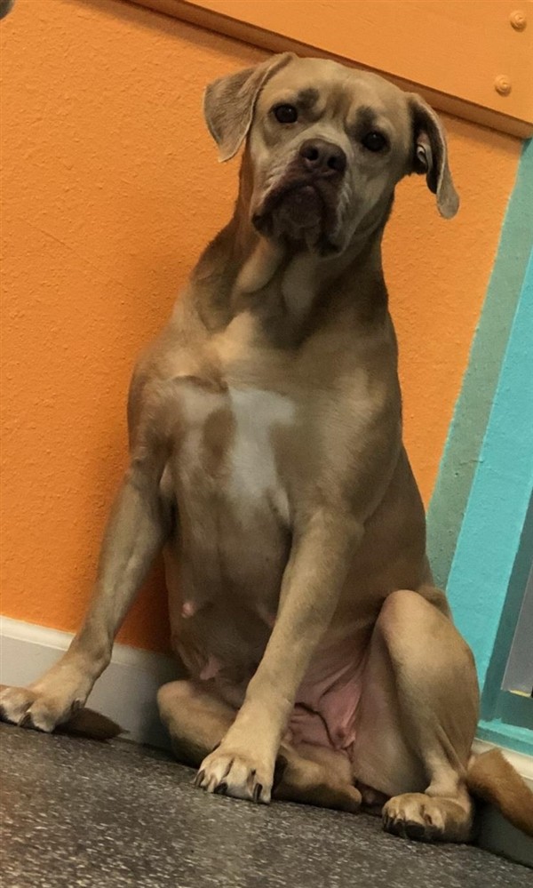 Adopt Little Girl a Boxer / Mixed dog in Fresno, CA ...