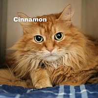 Photo of Cinnamon 220573
