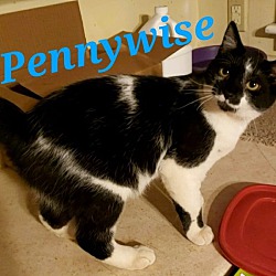 Thumbnail photo of Pennywise #2