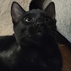 Photo of Midnight