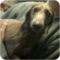 Everett Wa Dachshund Meet 3 Dachshunds A Pet For Adoption