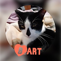 Photo of Bart (Annex Cat)