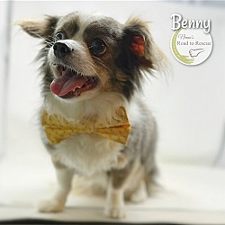 Thumbnail photo of Benny #3
