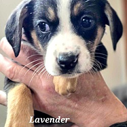Thumbnail photo of Lavender #1