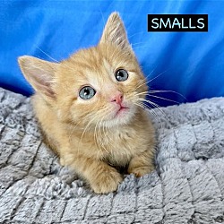 Thumbnail photo of CAT-SMALLS #1