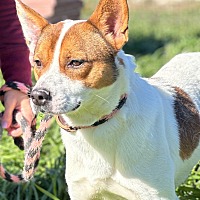 adopt-pet