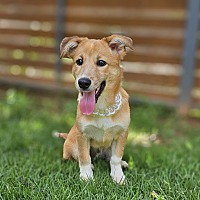 adopt-pet
