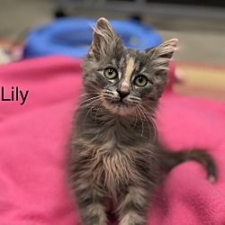 Photo of Lily-no more applications