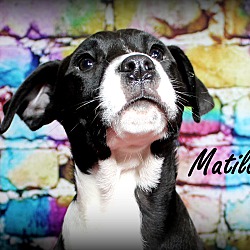 Thumbnail photo of Matilda ~ meet me! #2