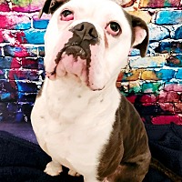 adopt a pet