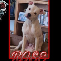 adopt-pet