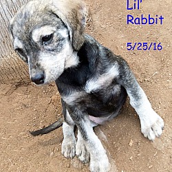 Thumbnail photo of Rabbit #3