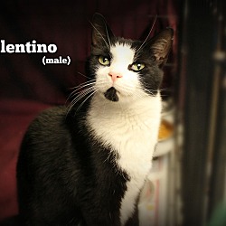 Thumbnail photo of Valentino #2