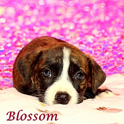 Thumbnail photo of Blossom~adopted! #1