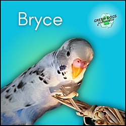 Photo of Bryce